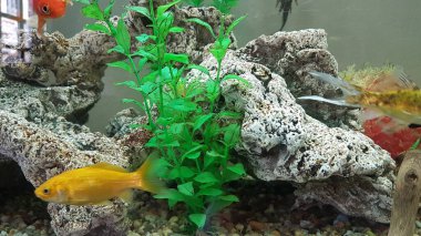 goldfish goldfishes in many colors swimming in a jar with plants 