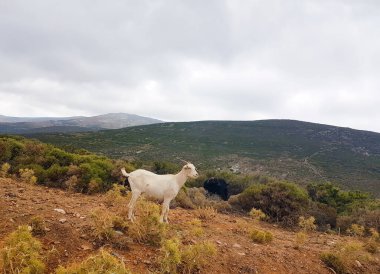 goats on the mountain in greek island andros greece