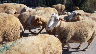 sheeps and goats on the road in ioannina city greece