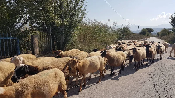 sheeps and goats on the road in ioannina city greece