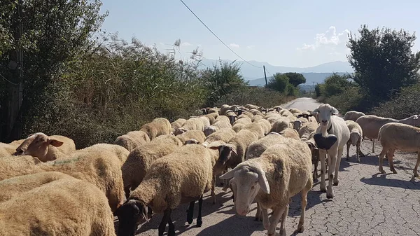 sheeps and goats on the road in ioannina city greece