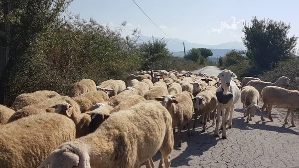 sheeps and goats on the road in ioannina city greece