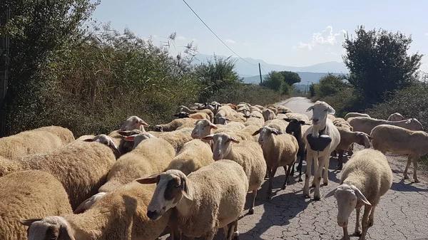 sheeps and goats on the road in ioannina city greece