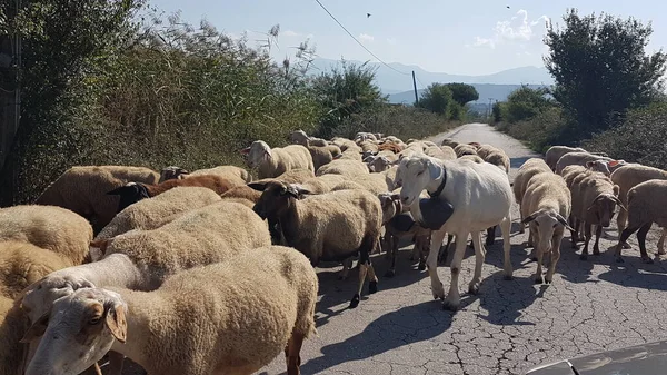 sheeps and goats on the road in ioannina city greece