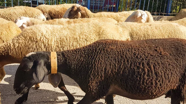 sheeps and goats on the road in ioannina city greece