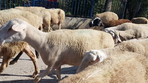 sheeps and goats on the road in ioannina city greece