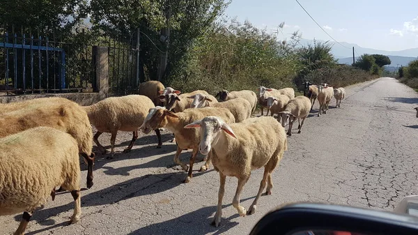 sheeps and goats on the road in ioannina city greece