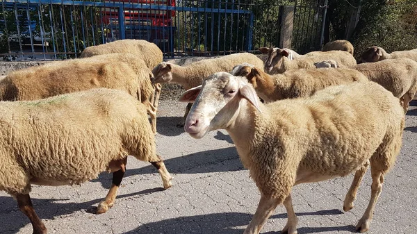 sheeps and goats on the road in ioannina city greece