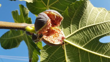 Arılar açık, olgun kırmızı incir üzerinde bal topluyor Eylül 'de yeşil yapraklar mavi gökyüzünde 
