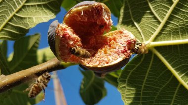 Arılar açık, olgun kırmızı incir üzerinde bal topluyor Eylül 'de yeşil yapraklar mavi gökyüzünde 