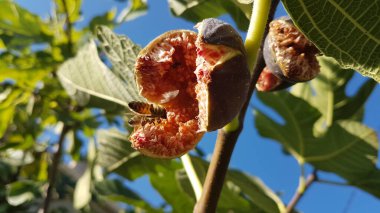 Arılar açık, olgun kırmızı incir üzerinde bal topluyor Eylül 'de yeşil yapraklar mavi gökyüzünde 