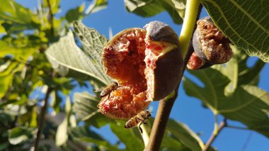 Arılar açık, olgun kırmızı incir üzerinde bal topluyor Eylül 'de yeşil yapraklar mavi gökyüzünde 
