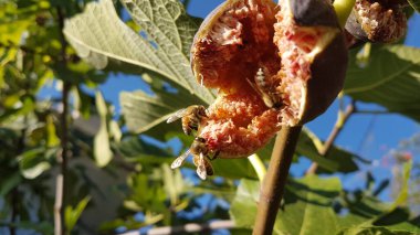 Arılar açık, olgun kırmızı incir üzerinde bal topluyor Eylül 'de yeşil yapraklar mavi gökyüzünde 