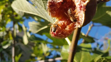 Arılar açık, olgun kırmızı incir üzerinde bal topluyor Eylül 'de yeşil yapraklar mavi gökyüzünde 