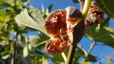 Arılar açık, olgun kırmızı incir üzerinde bal topluyor Eylül 'de yeşil yapraklar mavi gökyüzünde 