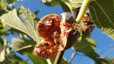 Arılar açık, olgun kırmızı incir üzerinde bal topluyor Eylül 'de yeşil yapraklar mavi gökyüzünde 