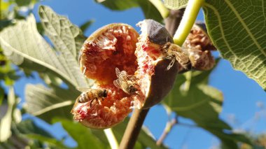 Arılar açık, olgun kırmızı incir üzerinde bal topluyor Eylül 'de yeşil yapraklar mavi gökyüzünde 