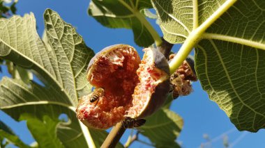 Arılar açık, olgun kırmızı incir üzerinde bal topluyor Eylül 'de yeşil yapraklar mavi gökyüzünde 