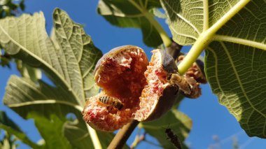 Arılar açık, olgun kırmızı incir üzerinde bal topluyor Eylül 'de yeşil yapraklar mavi gökyüzünde 
