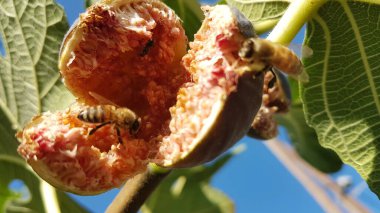 Arılar açık, olgun kırmızı incir üzerinde bal topluyor Eylül 'de yeşil yapraklar mavi gökyüzünde 