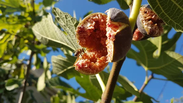 Abeilles Sur Figuier Rouge Mûr Ouvert Ramassant Miel Dans Les — Photo