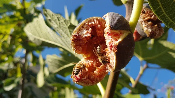 Abeilles Sur Figuier Rouge Mûr Ouvert Ramassant Miel Dans Les — Photo