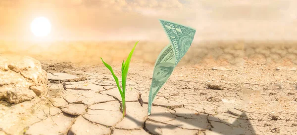 dollars and plant on dry desert ground climate change investments economy venture ecology