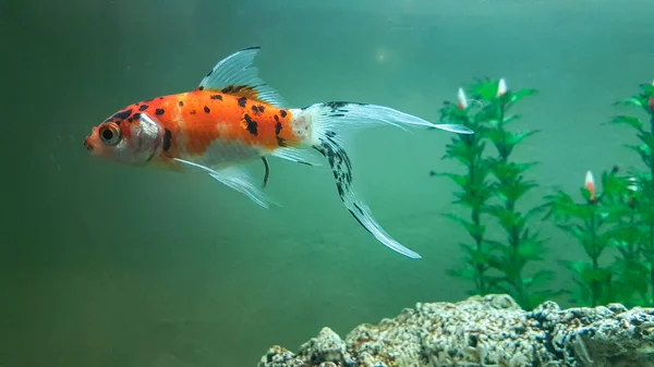 Guldfiskar Många Flerfärgad Guldfisk Tank Med Växter Orange Gula Långa — Stockfoto