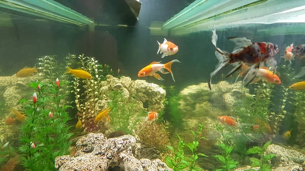 goldfishes  many multicolors goldfish in a tank wiith plants  orange yellow long queues