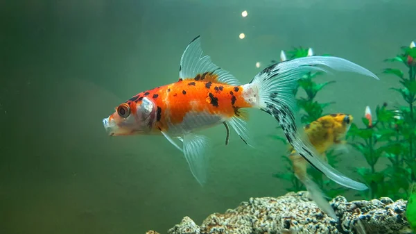 Guldfiskar Många Flerfärgad Guldfisk Tank Med Växter Orange Gula Långa — Stockfoto