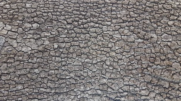 Stam Stukjes Schil Van Platanusboom Voor Achtergrond — Stockfoto