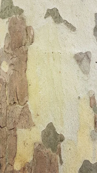 Trunk Piecies Peel Platanus Tree Background — Stock Photo, Image
