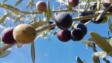 Zeytin ağacında yalanlar, mavi gökyüzü ve dacus böceğinin delikleriyle
