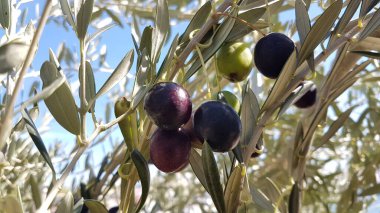 Zeytin ağacında yalanlar, mavi gökyüzü ve dacus böceğinin delikleriyle