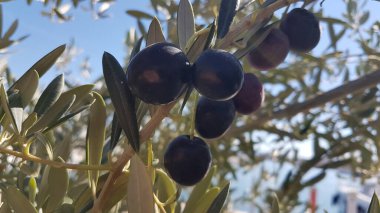 Zeytin ağacında yalanlar, mavi gökyüzü ve dacus böceğinin delikleriyle
