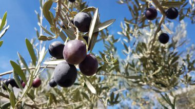 Zeytin ağacında yalanlar, mavi gökyüzü ve dacus böceğinin delikleriyle