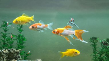 Japon balıkları arka planda akvaryumda yüzüyor.