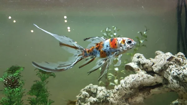 Goldfische Isoliert Schwimmen Becken Für Hintergrund — Stockfoto