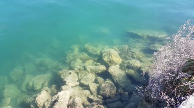 deniz mavisi şeffaf kayalar deniz kestanelerini avlıyor