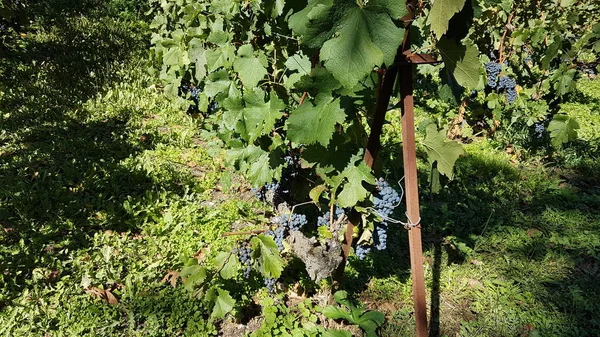 Winogrona Winogrona Zielonymi Liśćmi Metsovo Grecji — Zdjęcie stockowe