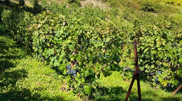 Виноградний Виноградний Виноградник Зеленим Листям Різноманітній Греції — стокове фото