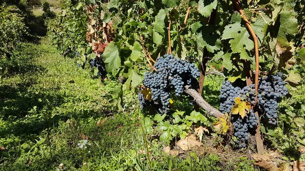 Druiven Wijngaard Met Groene Bladeren Metsovo Griekenland — Stockfoto