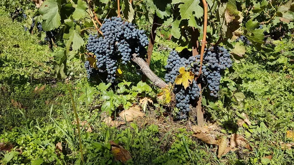 Druiven Wijngaard Met Groene Bladeren Metsovo Griekenland — Stockfoto