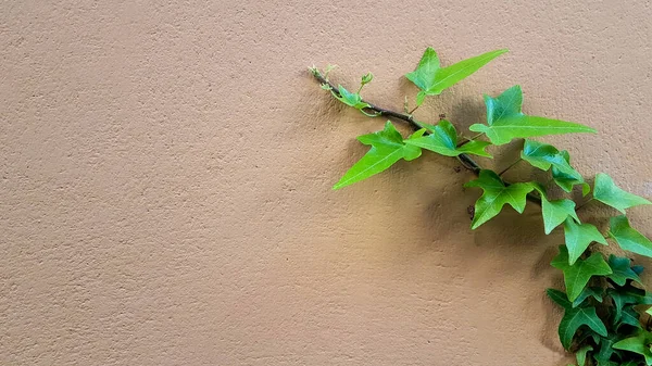Ramo Edera Uno Verde Fresco Sullo Spazio Muro Testo — Foto Stock