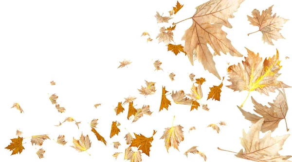 Leaf Leaves Autumn Background Flying Falling Isolated Dry Brown Yellow — Stock Photo, Image