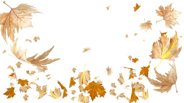 Leaves Autumn Background Space Your Text Center Isolated — Stock Photo, Image