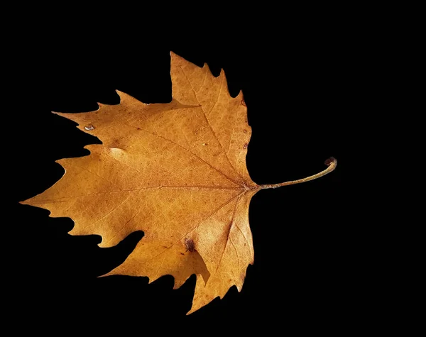 Hojas Hojas Color Marrón Amarillo Temporada Otoño Aislado Para Fondo — Foto de Stock