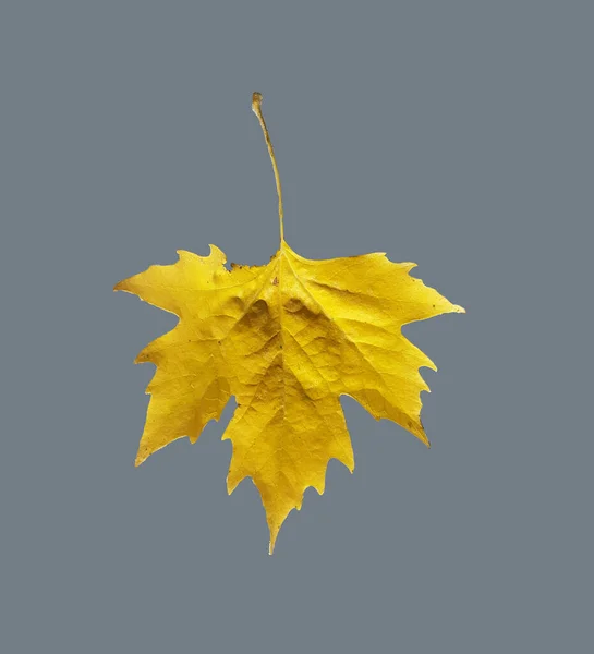 Φύλλα Κίτρινα Καφέ Την Εποχή Του Φθινοπώρου Απομονωμένα Για Φόντο — Φωτογραφία Αρχείου