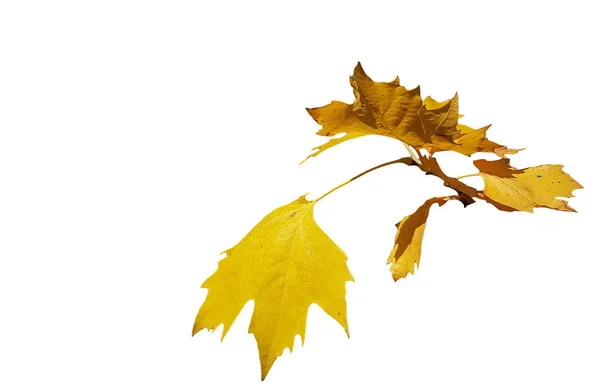 葉は黄色い茶色い枝が青い秋の空を背景に晴れた日に対生 — ストック写真