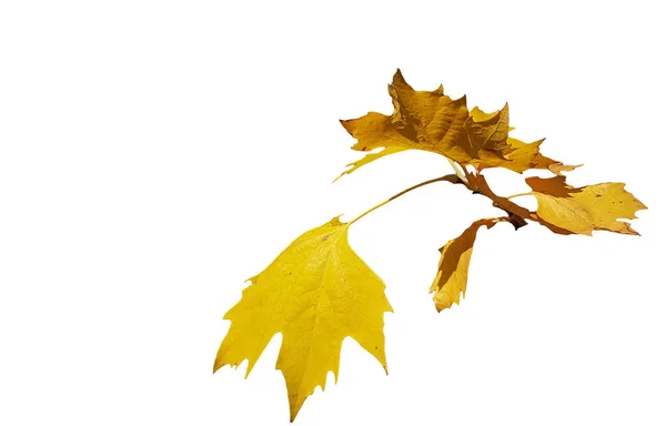 Feuilles Feuille Jaune Brun Branche Twing Sur Bleu Ciel Automnal — Photo